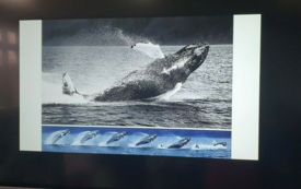 Galeria aktualności Lekcja przyrody w Szkole Podstawowej im. Wojska Polskiego w Mroczy 3