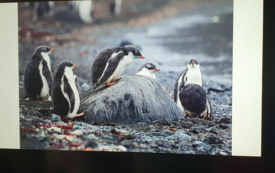 Galeria aktualności Lekcja przyrody w Szkole Podstawowej im. Wojska Polskiego w Mroczy 12