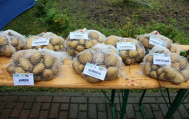 Galeria aktualności Święto Ziemniaka w Matyldzinie &ndash; tradycja, integracja i dobra zabawa 53