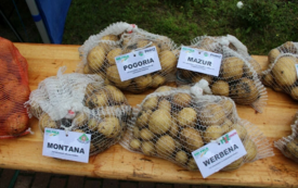 Galeria aktualności Święto Ziemniaka w Matyldzinie &ndash; tradycja, integracja i dobra zabawa 54