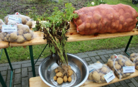 Galeria aktualności Święto Ziemniaka w Matyldzinie &ndash; tradycja, integracja i dobra zabawa 97