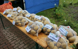 Galeria aktualności Święto Ziemniaka w Matyldzinie &ndash; tradycja, integracja i dobra zabawa 98