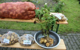 Galeria aktualności Święto Ziemniaka w Matyldzinie &ndash; tradycja, integracja i dobra zabawa 100