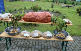 Galeria aktualności Święto Ziemniaka w Matyldzinie &ndash; tradycja, integracja i dobra zabawa 101