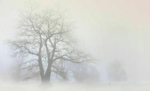 Drzewa w gęstej mgle